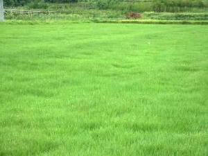 台灣羊茅 台灣羊茅