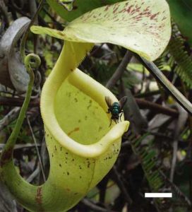 肉食植物 肉食植物