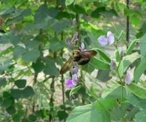 滇南鐮扁豆 滇南鐮扁豆