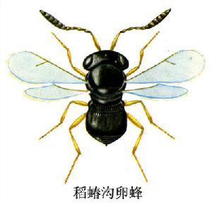 稻蝽溝卵蜂 稻蝽溝卵蜂