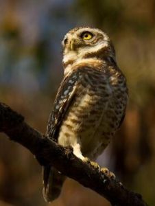 褐頭啄木鳥 褐頭啄木鳥