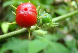 紅絲線[管狀花目茄科植物]