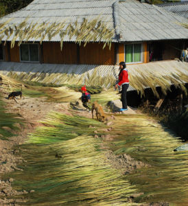 曬蘆葦的人家，基諾人也用蘆葦做掃帚。