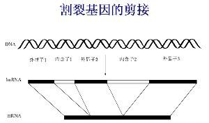割裂基因 割裂基因