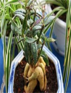 人參大戟 人參大戟