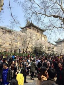 武大櫻花 武大櫻花