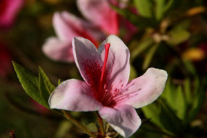 美鱗杜鵑 美鱗杜鵑