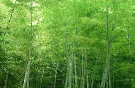 紀曉嵐“竹苞”之謎 紀曉嵐“竹苞”之謎