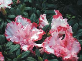 皇冠杜鵑 皇冠杜鵑