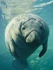 美洲海牛 美洲海牛