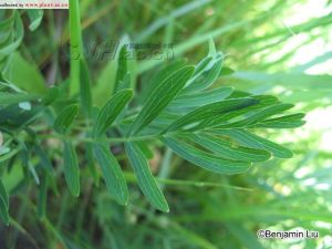 長葉二裂委陵菜