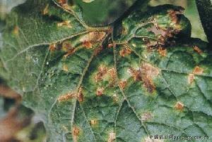 節瓜細菌性角斑病 節瓜細菌性角斑病
