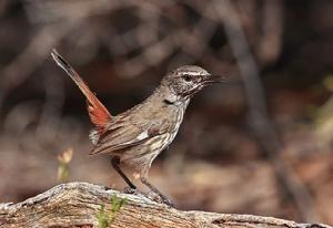 怯地刺鶯 怯地刺鶯