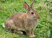 草兔