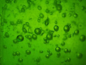 記憶果凍 記憶果凍