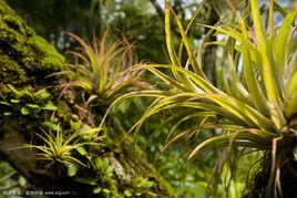 共生腐生植物 共生腐生植物