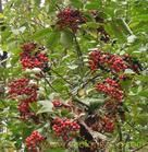 裂葉宜昌莢蒾 裂葉宜昌莢蒾