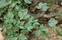 細柱五加 細柱五加