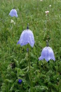 天藍沙參 天藍沙參