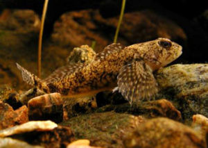 關島小鮋 關島小鮋