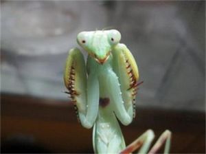 單斑斧螳 單斑斧螳