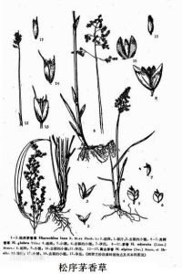松序茅香草 松序茅香草