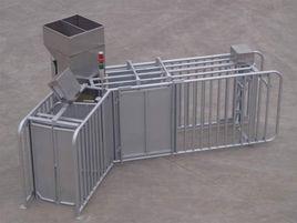 母豬自動化飼餵系統 母豬自動化飼餵系統