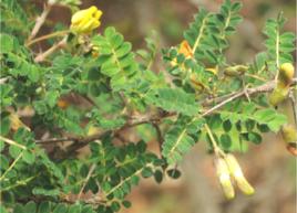 陽雀花根 陽雀花根