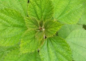 貼毛苧麻(變種)