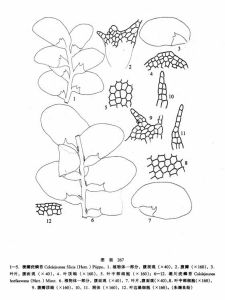 楔瓣疣鱗苔 楔瓣疣鱗苔