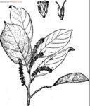 台灣鼠刺 台灣鼠刺