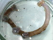 “蛟龍”號採集到的未知粉紅色生物