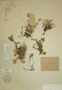 博格多山棘豆 博格多山棘豆