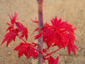 日本紅楓紅舞妓江西綠農實拍