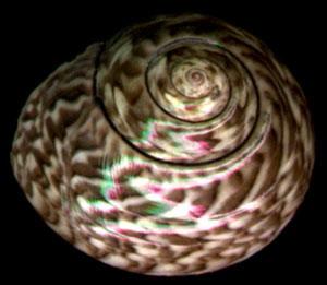 台灣錩螺 台灣錩螺