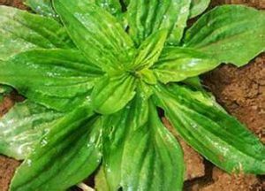 車前草雞骨草燉魚頭 車前草雞骨草燉魚頭