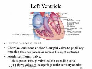 心室舒張 心室舒張