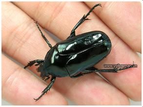 暗藍異花金龜 暗藍異花金龜