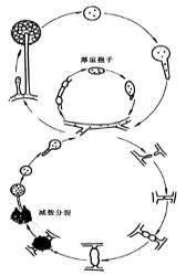 爪哇毛霉 爪哇毛霉