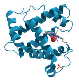 肌紅蛋白中的螺旋體模型，反應出橫紋肌溶解症使聯接到腎的蛋白質破損