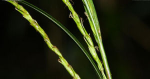 亞柄薹草(變種) 亞柄薹草(變種)