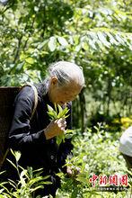 91歲高齡採藥師