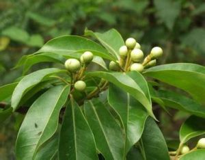 廣東金葉子 廣東金葉子