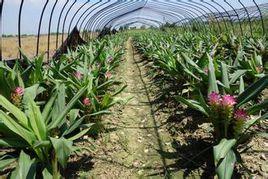 紫嫣鬱金 紫嫣鬱金