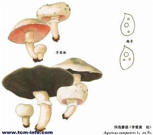 四孢蘑菇
