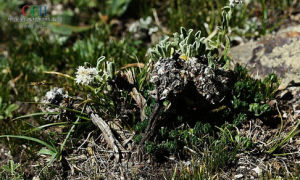 木根香青 木根香青