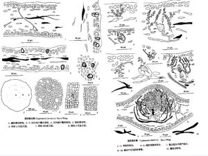 基肋隱絲藻 基肋隱絲藻