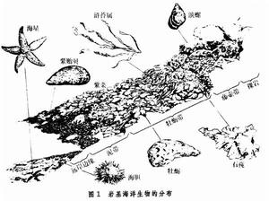 海洋生態 海洋生態