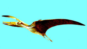 吉大翼龍 吉大翼龍