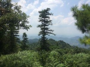 羅家洞森林公園 羅家洞森林公園